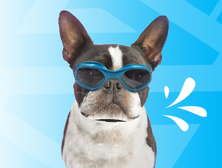 Cómo refrescar y cuidar a tu perro en verano. Vemos a un perro con gafas.